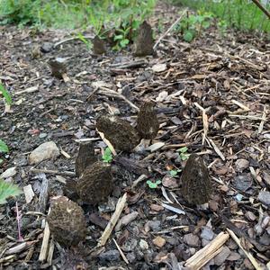 Black Morel