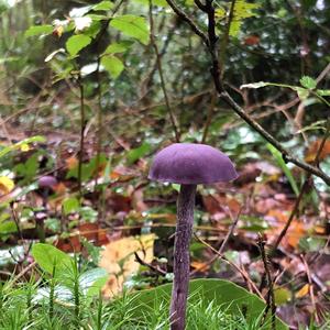 Amethyst Deceiver