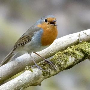 European Robin