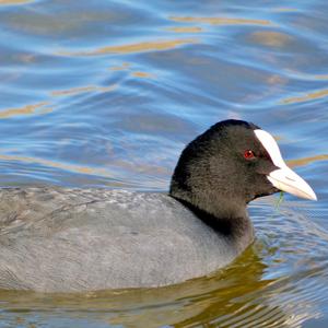 Common Coot