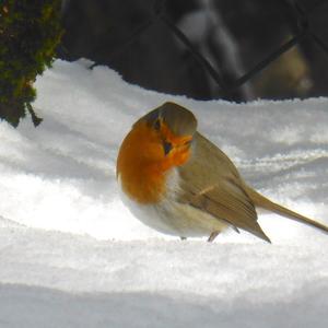 European Robin