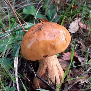 King Bolete