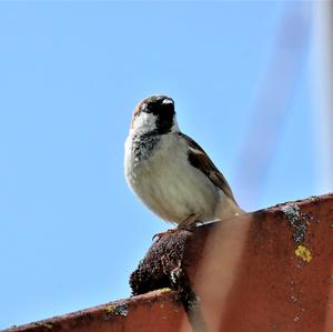 House Sparrow