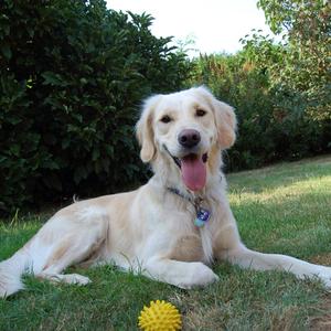 Retriever (Golden)