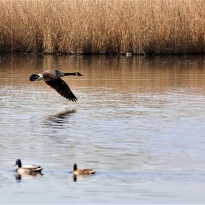 Canada Goose