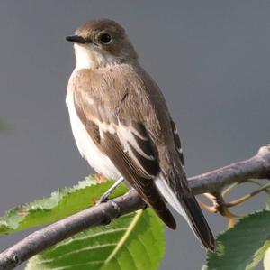 Spotted Flycatcher