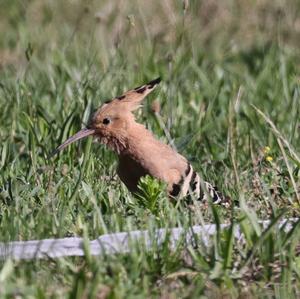 Eurasian Hoopoe