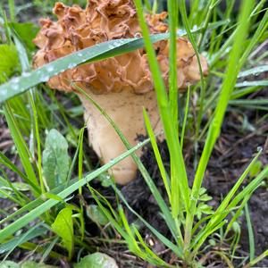 Yellow Morel