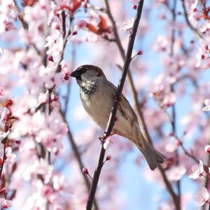 House Sparrow