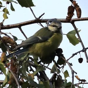 Blue Tit