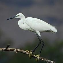 Little Egret