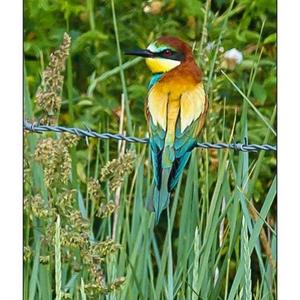 European Bee-eater