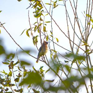 Cedar Waxwing