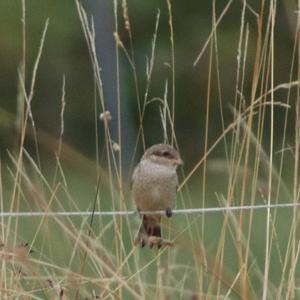 Red-backed Shrike