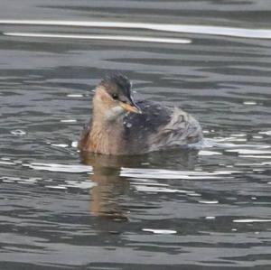 Little Grebe