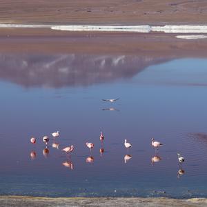 Chilean Flamingo