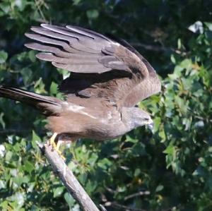 Black Kite