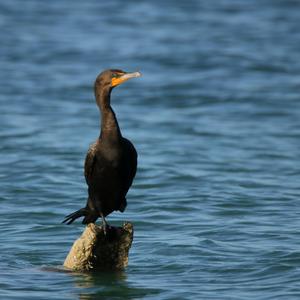 Double-crested Cormorant