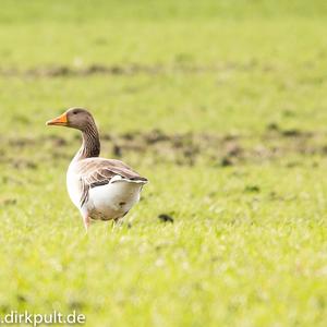 Greylag Goose