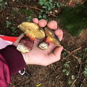 Red-cracked Bolete