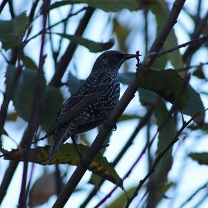 Common Starling