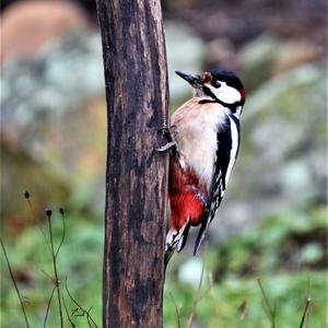 Great Spotted Woodpecker