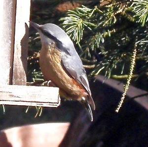 Wood Nuthatch