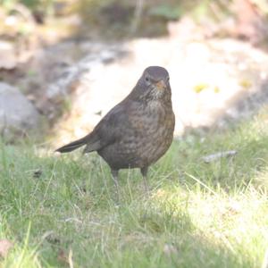 Eurasian Blackbird