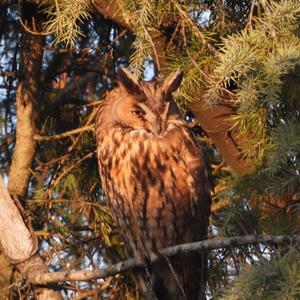 Long-eared Owl