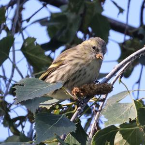 Eurasian Siskin