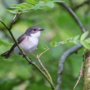 European Pied Flycatcher