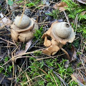 Striated Earthstar