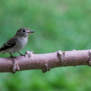 Asian Brown Flycatcher