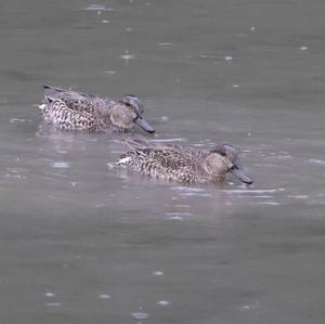 Common Teal