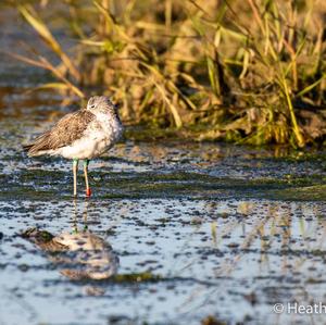 Common Redshank