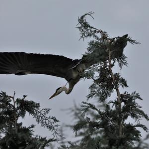 Grey Heron