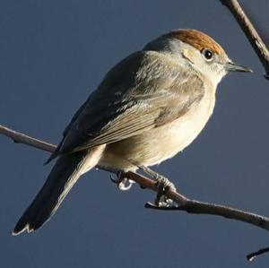 Blackcap