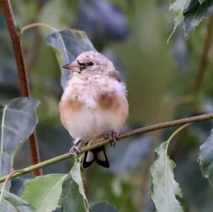 European Goldfinch