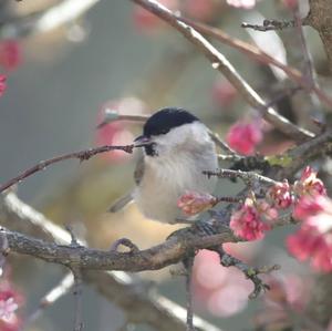 Marsh Tit