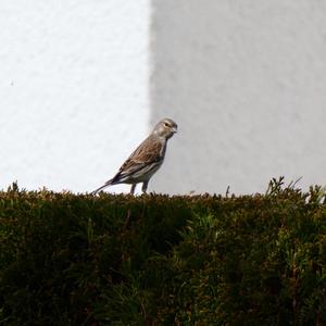 Eurasian Linnet