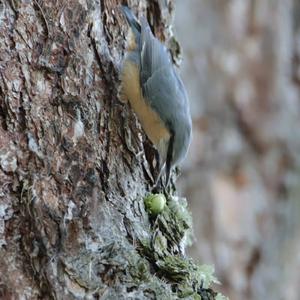 Wood Nuthatch