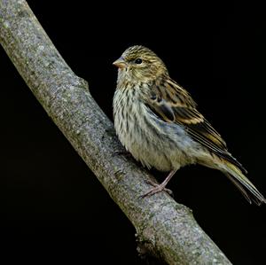 European Serin