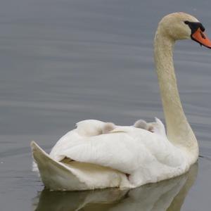 Mute Swan