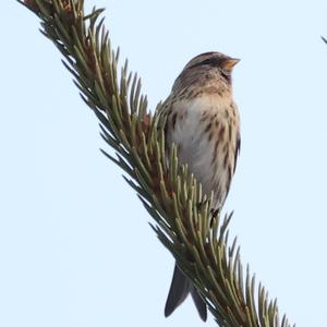 Common Redpoll