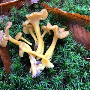 Trumpet Chanterelle