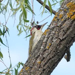 Eurasian Green Woodpecker