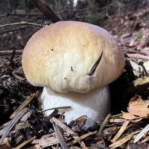 King Bolete