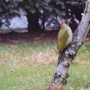 Eurasian Green Woodpecker