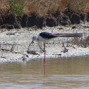 Black-winged Stilt