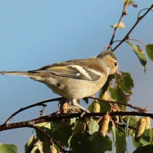 Eurasian Chaffinch